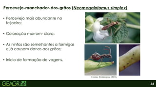 34
• Percevejo mais abundante no
feijoeiro;
• Coloração marrom- clara;
• As ninfas são semelhantes a formigas
e já causam danos aos grãos;
• Início de formação de vagens.
Percevejo-manchador-dos-grãos (Neomegalotomus simplex)
Fonte: Embrapa, 2015.
 