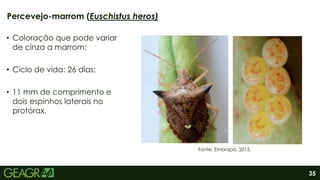 35
• Coloração que pode variar
de cinza a marrom;
• Ciclo de vida: 26 dias;
• 11 mm de comprimento e
dois espinhos laterais no
protórax.
Percevejo-marrom (Euschistus heros)
Fonte: Embrapa, 2015.
 