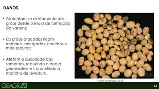 36
• Alimentam-se diretamente dos
grãos desde o início de formação
de vagens;
• Os grãos atacados ficam
menores, enrugados, chochos e
mais escuros;
• Afetam a qualidade das
sementes, reduzindo o poder
germinativo e transmitindo a
mancha de levedura.
DANOS
Fonte: Embrapa, 2015.
 