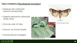 38
• Mariposa de coloração
marrom-acinzentada;
• Lagarta apresenta coloração
verde-clara;
• Ciclo de vida: 47 dias;
• Comum no Centro Oeste;
• Favorecida por estiagem.
Falsa-medideira (Pseudoplusia includens)
Fonte: Embrapa, 2015.
Fonte: Elevagro, 2022.
 