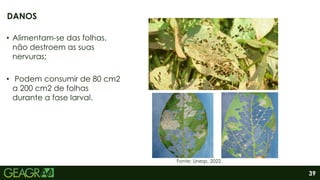 39
• Alimentam-se das folhas,
não destroem as suas
nervuras;
• Podem consumir de 80 cm2
a 200 cm2 de folhas
durante a fase larval.
DANOS
Fonte: Unesp, 2022.
 