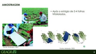 6
• Após o estágio de 3-4 folhas
trifolioladas.
AMOSTRAGEM
Fonte: Embrapa, 2001.
Fonte: Maissoja, 2022.
 