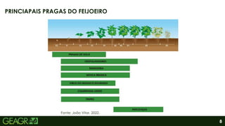 8
PRINCIAPAIS PRAGAS DO FEIJOEIRO
Fonte: João Vitor, 2022.
 