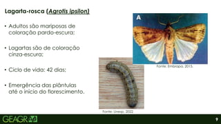 9
• Adultos são mariposas de
coloração pardo-escura;
• Lagartas são de coloração
cinza-escura;
• Ciclo de vida: 42 dias;
• Emergência das plântulas
até o início do florescimento.
Lagarta-rosca (Agrotis ipsilon)
Fonte: Unesp, 2022.
Fonte: Embrapa, 2015.
 