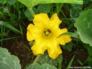 Foto: Arquivo LECERA
 