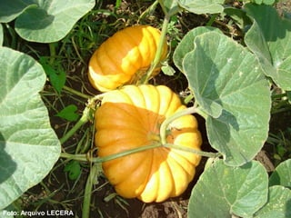 Foto: Arquivo LECERA
 