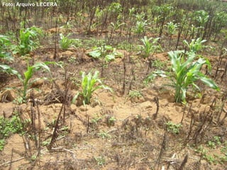 Foto: Arquivo LECERA
 