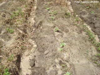 Foto: Arquivo LECERA
 