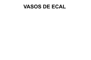 VASOS DE ECAL
 