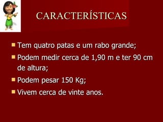 CARACTERÍSTICAS Tem quatro patas e um rabo grande; Podem medir cerca de 1,90 m e ter 90 cm de altura; Podem pesar 150 Kg; Vivem cerca de vinte anos. 