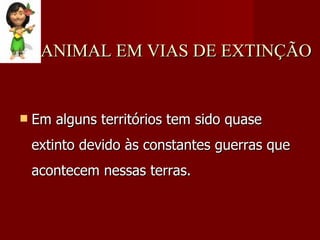 ANIMAL EM VIAS DE EXTINÇÃO Em alguns territórios tem sido quase extinto devido às constantes guerras que acontecem nessas terras. 