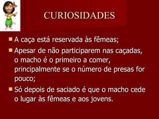 CURIOSIDADES A caça está reservada às fêmeas; Apesar de não participarem nas caçadas, o macho é o primeiro a comer, principalmente se o número de presas for pouco; Só depois de saciado é que o macho cede o lugar às fêmeas e aos jovens. 