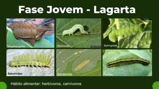 Fase Jovem - Lagarta
Hábito alimentar: herbívoros, carnívoros
Gracillariidae
Noctuidae
Saturniidae
Megalopygidae Sphingidae
Pieridae
 