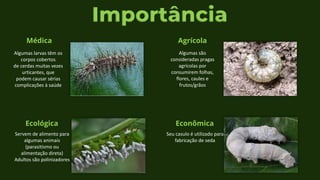 Algumas larvas têm os
corpos cobertos
de cerdas muitas vezes
urticantes, que
podem causar sérias
complicações à saúde
Médica
Algumas são
consideradas pragas
agrícolas por
consumirem folhas,
flores, caules e
frutos/grãos
Agrícola
Importância
Ecológica
Servem de alimento para
algumas animais
(parasitismo ou
alimentação direta)
Adultos são polinizadores
Econômica
Seu casulo é utilizado para
fabricação de seda
 