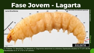 Fase Jovem - Lagarta
Broca das axilas (Crocidosema aporema)
(Fonte:
Insect
Images)
T1
T2
T3
T1: Prótorax; T2: Mesotórax; T3: Metatórax; A: Segmentos abdominais ou urômeros; Espiráculos situados no T1 e A1 até A8;
Pseudópodes no 3º, 4º, 5º 6º e 10º urômero.
A1
A2
A3 A4
A5
A6
A7
A8
A9
A10
Larva Eruciforme
Placa
anal
 