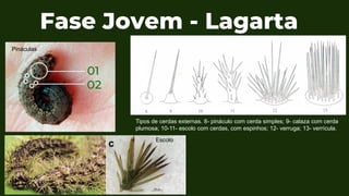 Fase Jovem - Lagarta
Pináculas
Tipos de cerdas externas. 8- pináculo com cerda simples; 9- calaza com cerda
plumosa; 10-11- escolo com cerdas, com espinhos; 12- verruga; 13- verrícula.
Escolo
 