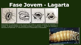 Fase Jovem - Lagarta
Extremidades dos pseudópodes do lado esquerdo, face ventral. A- ganchos uniordinais em mesossérie, de
Arctiidae; B- ganchos biordinais em mesossérie homogenia, de Saturniidae; C- Ganchos em mesossérie e
laterossérie de Papilionidae; D – Ganchos triordinais em mesopenelipse, de Nymphalidae.
Bicho cesto(Oiketicus kirbyi)
 