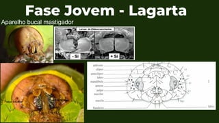 Fase Jovem - Lagarta
Aparelho bucal mastigador
Palpo Maxilar
Labro
Mandíbula
 