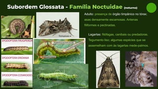 Trichoplusia ni
Subordem Glossata - Família Noctuidae (noturno)
Adulto: presença de órgão timpânico no tórax;
asas densamente escamosas. Antenas
filiformes e pectinadas.
Helicoverpa armigera
Agrotis ipsilon
Chrysodeixis includens
Lagartas: fitófagas, canibais ou predadoras.
Tegumento liso; algumas espécies que se
assemelham com às lagartas mede-palmos.
 
