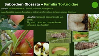 Subordem Glossata – Família Tortricidae
Adultos: Microlepidópteros - 8 mm a 40 mm de envergadura
Asas franjadas, quando fechadas se dobram em formato de telhado; antenas filiformes;
Grapholita molesta
Bonagota salubricola
Lagartas: tamanho pequeno; não tem
pelos;
Algumas constroem um casulo nas
folhas em que habitam
Cydia pomonella
 