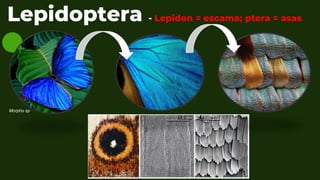 Lepidoptera - Lepidon = escama; ptera = asas
Morpho sp
 