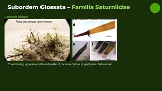 Subordem Glossata – Família Saturniidae
Lonomia obliqua
Ápice das cerdas com veneno
The urticating apparatus in the caterpillar of Lonomia obliqua (Lepidoptera: Saturniidae)
 