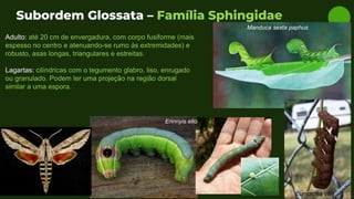 Subordem Glossata – Família Sphingidae
Adulto: até 20 cm de envergadura, com corpo fusiforme (mais
espesso no centro e atenuando-se rumo às extremidades) e
robusto, asas longas, triangulares e estreitas.
Lagartas: cilíndricas com o tegumento glabro, liso, enrugado
ou granulado. Podem ter uma projeção na região dorsal
similar a uma espora.
Manduca sexta paphus
Eumorpha vitis
Erinnyis ello
 