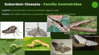 Subordem Glossata - Família Geometridae
Lagartas: se locomovem como se medissem alguma coisa
Adultos: tem hábito noturno ou crepuscular, repousam com as asas abertas
Alsophila pometaria
Glena bipennaria bipennaria
Thyrinteina arnobia
Macho
 