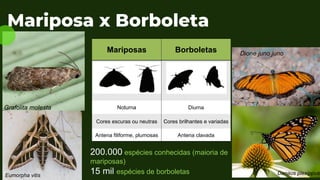 Mariposas Borboletas
Noturna Diurna
Cores escuras ou neutras Cores brilhantes e variadas
Antena filiforme, plumosas Antena clavada
Eumorpha vitis
Mariposa x Borboleta
Grafolita molesta
Danaus plexippus
200.000 espécies conhecidas (maioria de
mariposas)
15 mil espécies de borboletas
Dione juno juno
 