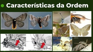 The environment must be
maintained in order to protect the
survival of life in the future.
Características da Ordem
Fêmea Macho
 