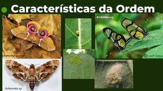 Características da Ordem
Acherontia sp.
Antherina suraka
 