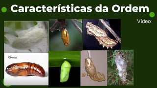 Características da Ordem
Obteca
Vídeo
 