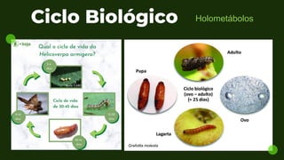 Grafolita molesta
Ciclo Biológico Holometábolos
 