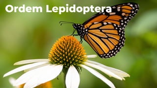 Ordem Lepidoptera
 