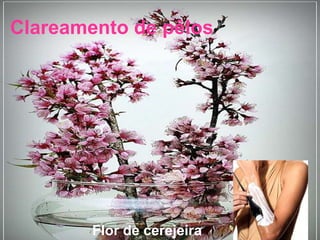 Clareamento de pêlos
Flor de cerejeira
 