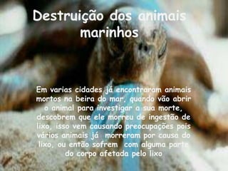 Destruição dos animais
       marinhos


Em varias cidades já encontraram animais
mortos na beira do mar, quando vão abrir
   o animal para investigar a sua morte,
descobrem que ele morreu de ingestão de
lixo, isso vem causando preocupações pois
vários animais já morreram por causa do
 lixo, ou então sofrem com alguma parte
         do corpo afetada pelo lixo
 