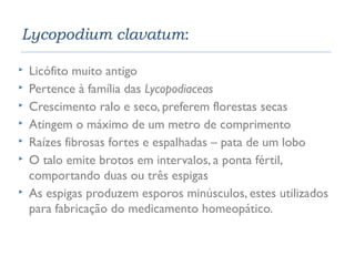 Lycopodium clavatum: 
 Licófito muito antigo 
 Pertence à família das Lycopodiaceas 
 Crescimento ralo e seco, preferem florestas secas 
 Atingem o máximo de um metro de comprimento 
 Raízes fibrosas fortes e espalhadas – pata de um lobo 
 O talo emite brotos em intervalos, a ponta fértil, 
comportando duas ou três espigas 
 As espigas produzem esporos minúsculos, estes utilizados 
para fabricação do medicamento homeopático. 
 
