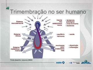 Trimembração no ser humano
Fonte desenho: arquivos ABMA
 