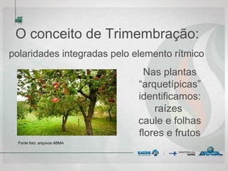 O conceito de Trimembração:
polaridades integradas pelo elemento rítmico
Nas plantas
“arquetípicas”
identificamos:
raízes
caule e folhas
flores e frutos
Fonte foto: arquivos ABMA
 