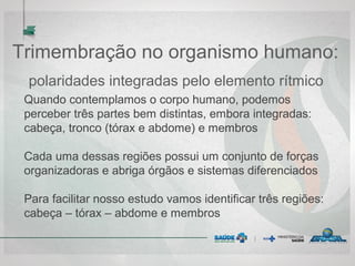 Trimembração no organismo humano:
polaridades integradas pelo elemento rítmico
Quando contemplamos o corpo humano, podemos
perceber três partes bem distintas, embora integradas:
cabeça, tronco (tórax e abdome) e membros
Cada uma dessas regiões possui um conjunto de forças
organizadoras e abriga órgãos e sistemas diferenciados
Para facilitar nosso estudo vamos identificar três regiões:
cabeça – tórax – abdome e membros
 