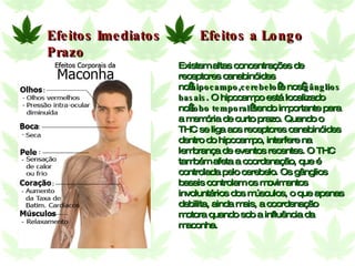 Existem altas concentrações de receptores canabinóides no  hipocampo , cerebelo  e nos  gânglios basais . O hipocampo está localizado no  lobo temporal  sendo importante para a memória de curto prazo. Quando o THC se liga aos receptores canabinóides dentro do hipocampo, interfere na lembrança de eventos recentes. O THC também afeta a coordenação, que é controlada pelo cerebelo. Os gânglios basais controlam os movimentos involuntários dos músculos, o que apenas debilita, ainda mais, a coordenação motora quando sob a influência da maconha. Efeitos Imediatos  Efeitos a Longo Prazo 