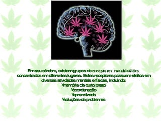 Em seu cérebro, existem grupos de  receptores canabinóides  concentrados em diferentes lugares. Estes receptores possuem efeitos em diversas atividades mentais e físicas, incluindo: memória de curto prazo coordenação aprendizado soluções de problemas 