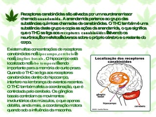 Receptores canabinóides são ativados por um neurotransmissor chamado  anandamida . A anandamida pertence ao grupo das substâncias químicas chamadas de canabinóides. O THC também é uma substância deste grupo e copia as ações da anandamida, o que significa que o THC se liga aos  receptores canabinóides  ativando os neurônios, com efeitos adversos sobre o próprio cérebro e o restante do corpo. Existem altas concentrações de receptores canabinóides no  hipocampo , cerebelo  e nos  gânglios basais . O hipocampo está localizado no  lobo temporal  sendo importante para a memória de curto prazo. Quando o THC se liga aos receptores canabinóides dentro do hipocampo, interfere na lembrança de eventos recentes. O THC também afeta a coordenação, que é controlada pelo cerebelo. Os gânglios basais controlam os movimentos involuntários dos músculos, o que apenas debilita, ainda mais, a coordenação motora quando sob a influência da maconha.                                                                                                                                                                                                                                                                                                                                                                                                                             