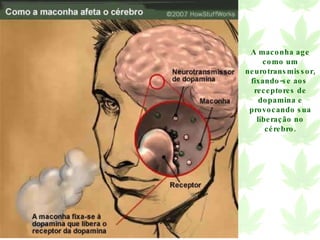 A maconha age como um neurotransmissor, fixando-se aos  receptores de dopamina e provocando sua liberação no cérebro. 