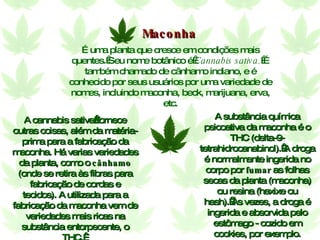 É uma planta que cresce em condições mais quentes. Seu nome botânico é  Cannabis sativa.  É também chamado de cânhamo indiano, e é conhecido por seus usuários por uma variedade de nomes, incluindo maconha, beck, marijuana, erva, etc. Maconha A substância química psicoativa da maconha é o THC (delta-9-tetrahidrocanabinol). A droga é normalmente ingerida no corpo por  fumar  as folhas secas da planta (maconha) ou resina (haxixe ou hash). Às vezes, a droga é ingerida e absorvida pelo estômago - cozido em cookies, por exemplo. A   cannabis sativa fornece outras coisas, além da matéria-prima para a fabricação da maconha. Há varias variedades da planta, como o  cânhamo  (onde se retira às fibras para fabricação de cordas e tecidos). A utilizada para a fabricação da maconha vem de variedades mais ricas na substância entorpecente, o THC.    