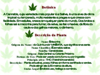 Descrição da Planta Nome:  Maconha Origem do Nome:  do Quimbundo* MA’KAÑA, que significa erva santa Nome Cientifico:  Cannabis sativa Família:  Canabáceas Origem:  Ásia Central ou Oriente Próximo Formas de Uso:  Pode ser usada como fumo ou por ingestão Principio ativo:  THC (Tetrahidrocanabiol) Descrição:   Planta arbustiva, possui folhas em forma serrilhada e verdes. Pode atingir ate 2,50 metros de altura. Status Legal:  proibido uso, trafego e comércio.   Botânica A Cannabis, cuja variedade mais popular é a Sativa, é uma erva de clima tropical ou temperado, muito resistente a pragas e que cresce com facilidade. Em estufas, cresce em qualquer parte do mundo. Dos brotos e folhas sai a maconha para fumar; da seiva, se faz o haxixe; da fibra do caule e dos galhos maiores, o cânhamo. 