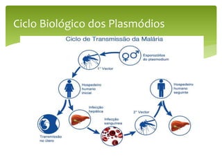 Ciclo Biológico dos Plasmódios
 