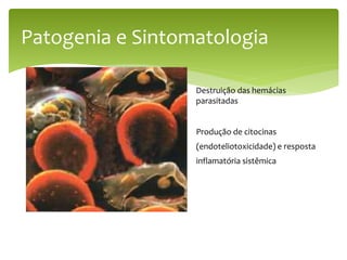 Patogenia e Sintomatologia
Destruição das hemácias
parasitadas
Produção de citocinas
(endoteliotoxicidade) e resposta
inflamatória sistêmica
 