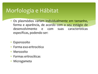  Os plasmódios variam individualmente em tamanho,
forma e aparência, de acordo com o seu estágio de
desenvolvimento e com suas características
específicas, podendo ser:
 Esporozoíto
 Forma exo-eritrocitica
 Merozoíto
 Formas eritrocíticas
 Microgameta
Morfologia e Hábitat
 