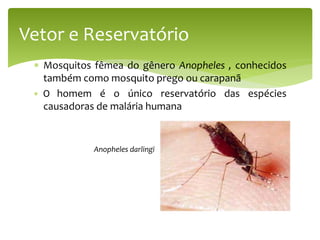  Mosquitos fêmea do gênero Anopheles , conhecidos
também como mosquito prego ou carapanã
 O homem é o único reservatório das espécies
causadoras de malária humana
Vetor e Reservatório
Anopheles darlingi
 